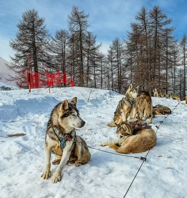 Dogs resting after the race  Flip 2019