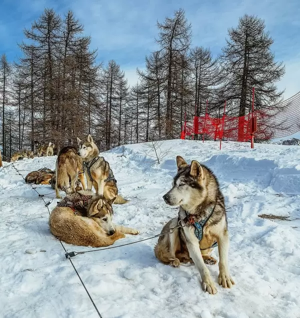 Dogs resting after the race