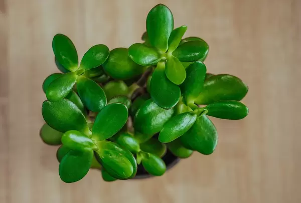 Dollar Plant In A Pot