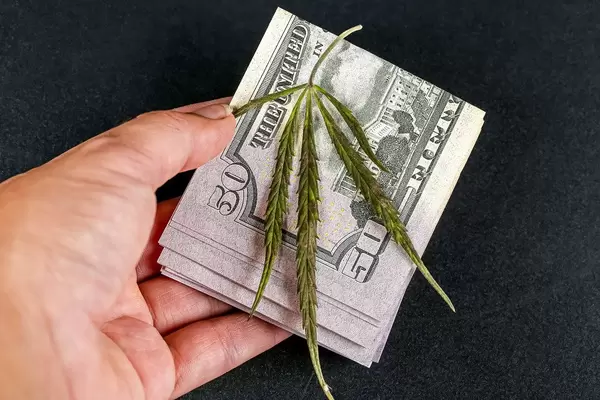 Dollars and a green cannabis leaf in a woman's hand on a dark background