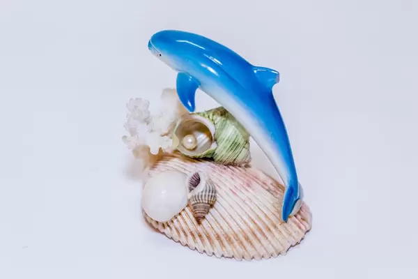 Dolphin with shells and corals