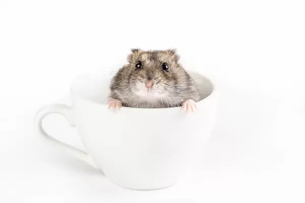 Domestic hamster in a white cup