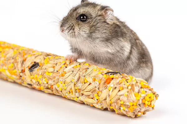 Domestic pet hamster with food on a white background, close-up