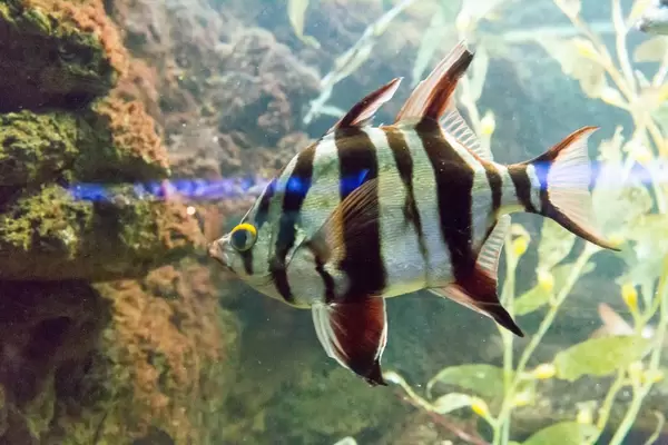 Doppel-Rückenflosser (Enoplosus armatus) im Shedd Aquarium