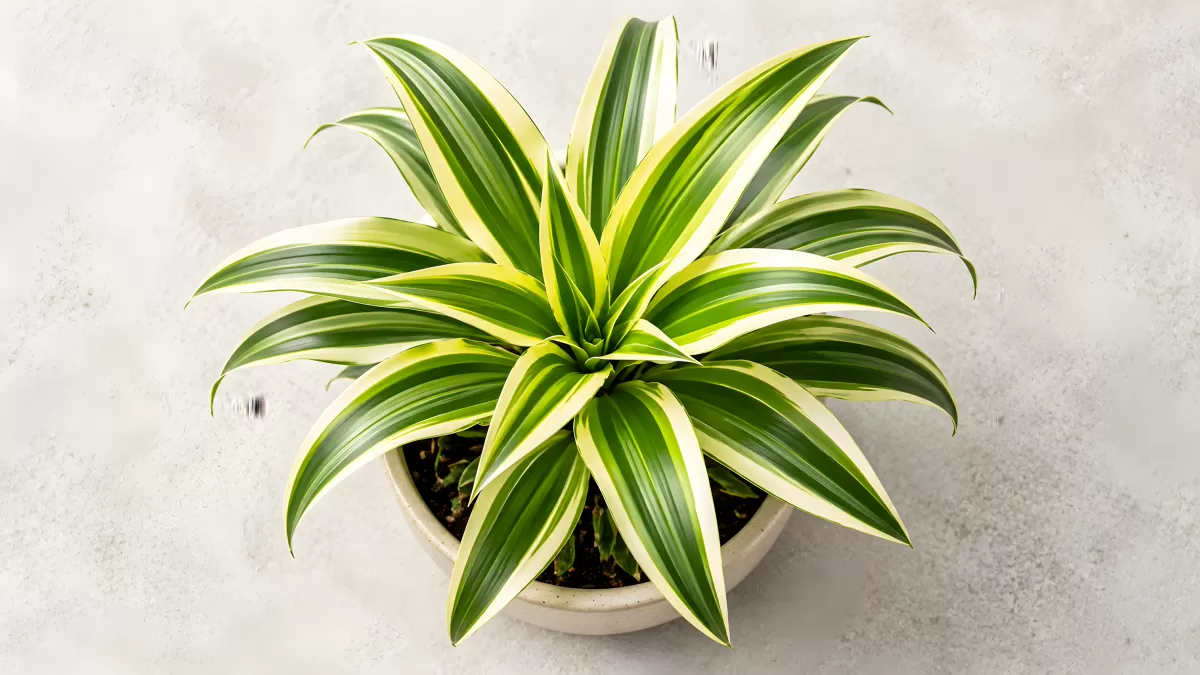 Dracaena mit grün-weißen Blättern in Keramiktopf