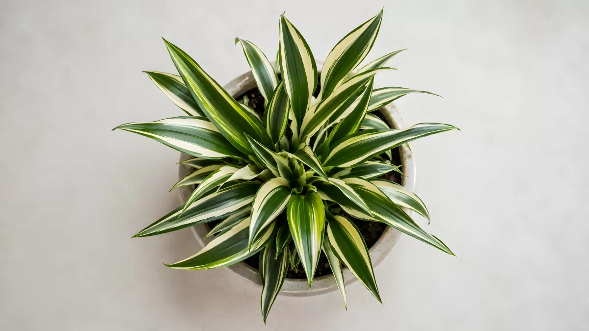 Dracaena-Pflanze von oben in grauem Übertopf