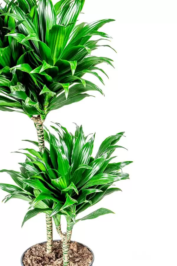 Dracaena plant on white background (Flip 2020)