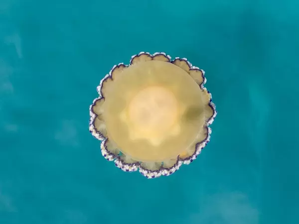 Draufsicht einer gelben Qualle mit weißen und violetten Punkten in den Gewässern von Kyra Panagia, Alonissos