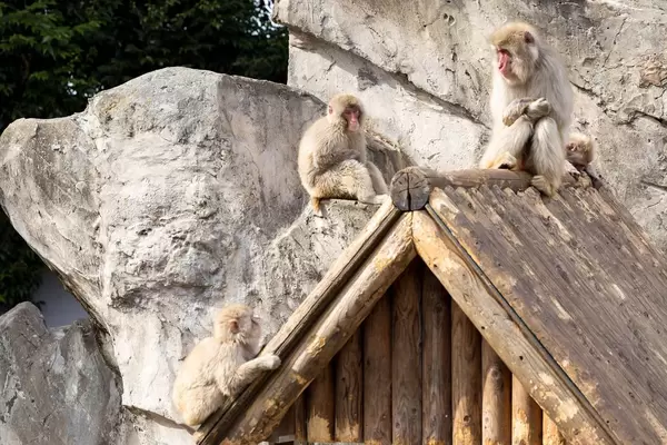 Drei Affen auf einem Haus