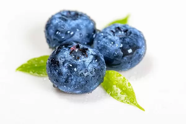 Drei Blaubeeren mit den Blättern in der Nahaufnahme