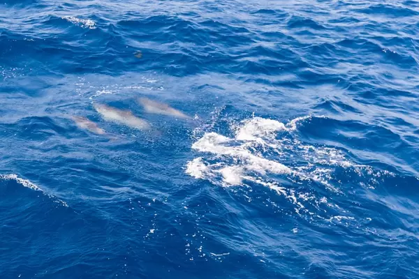 Drei Delphine unter der Wasseroberfläche