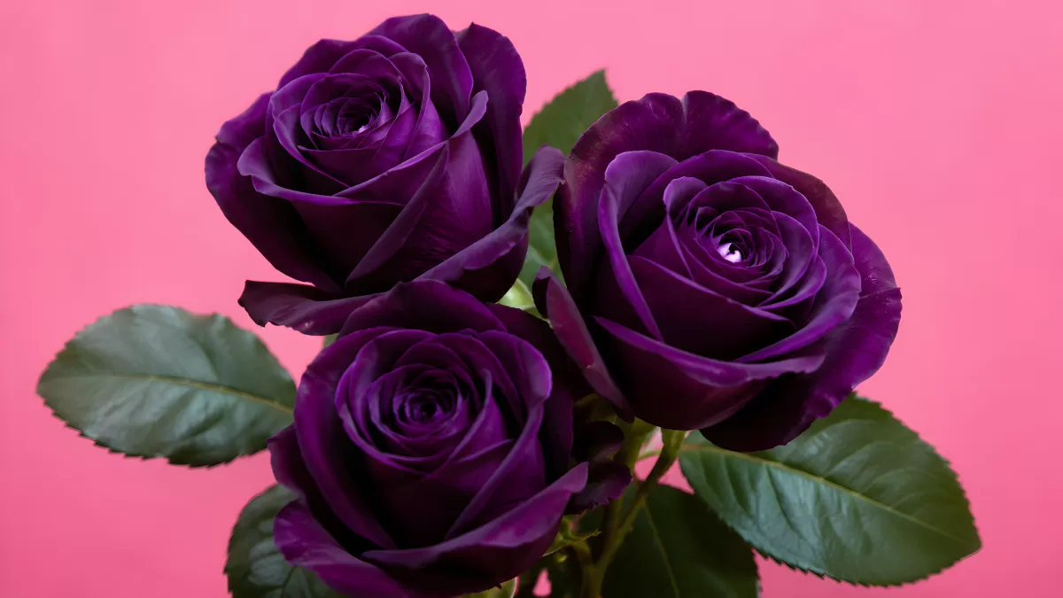 Drei dunkellila Rosen vor rosa Hintergrund