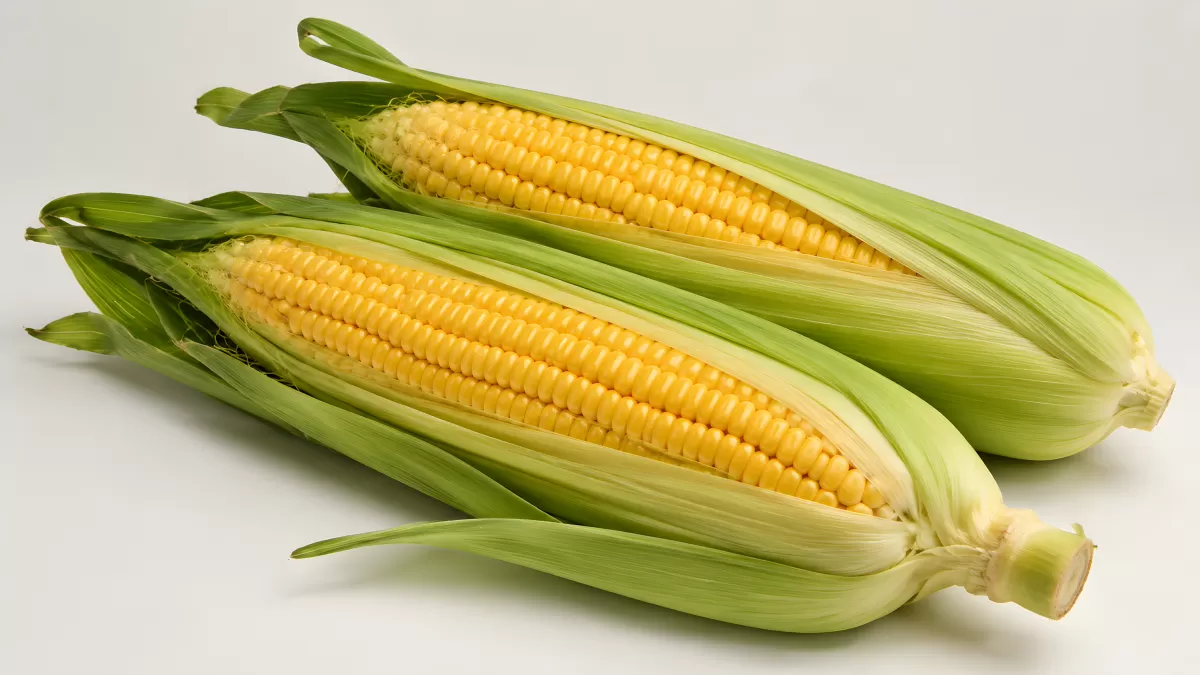 Drei frische Maiskolben mit grünen Blättern