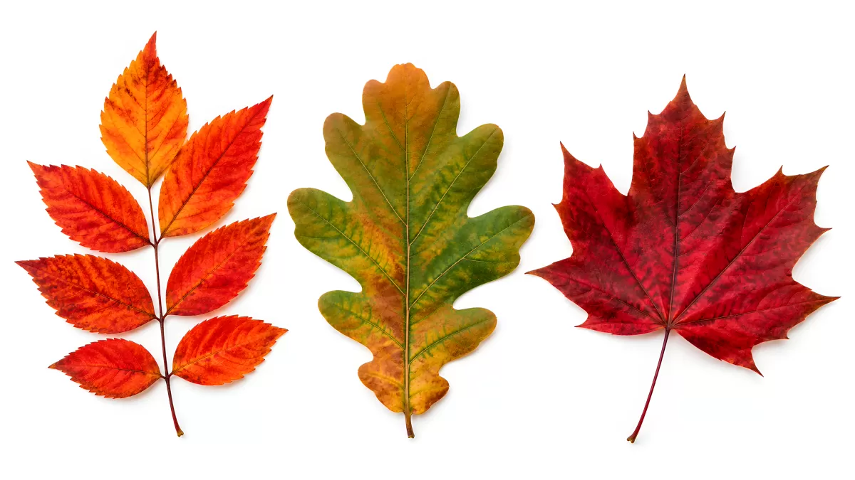 Drei Herbstblätter in Rot, Orange und Grün