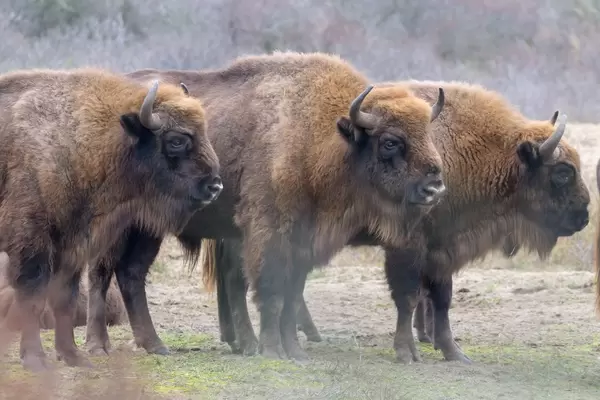 Drei Wisente blicken in gleiche Richtung auf dem Bison Trail in Noord-Holland, Niederlande