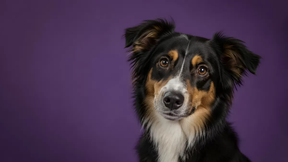Dreifarbiger Border Collie vor violettem Hintergrund