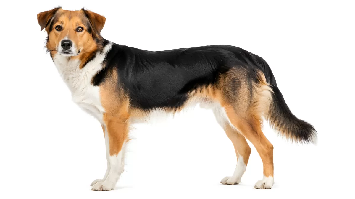 Dreifarbiger Schäferhund-Mix steht seitlich vor weißem Hintergrund