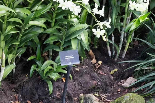 Drendrobium Shavin White