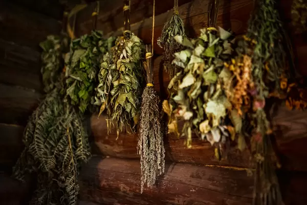 Dried Herbs And Brances Hanging In Sauna