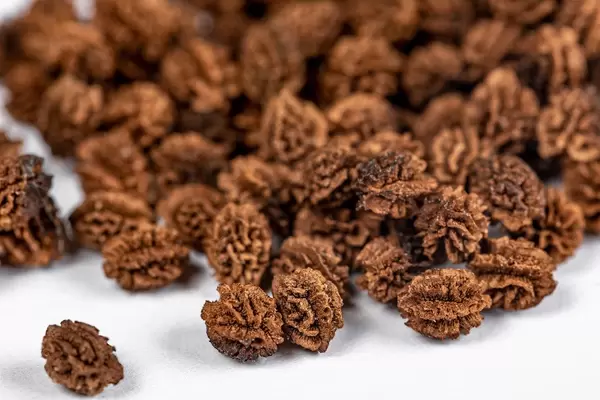 Dried papaya seed on white, close up