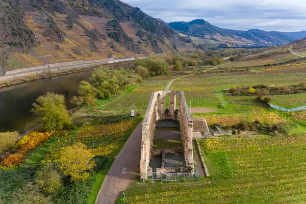Drohnenaufnahme der Kloster Ruine Stuben neben dem Fluss Mosel und umgeben von Weinbau im Moseltal an der Moselschleife in Bremm, Deutschland