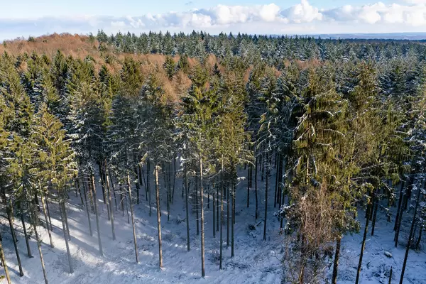 Drone view of Hahnneide forrest in winter
