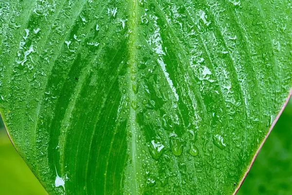 Drops of water flow down from a large green leaf (Flip 2019)