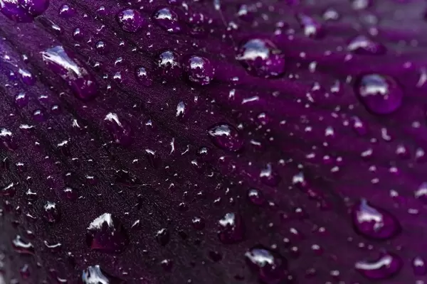 Drops of water on a purple petal of iris