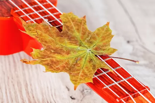 Dry autumn maple leaf on ukulele guitar strings