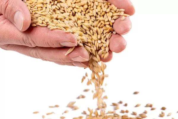 Dry grains of barley spill out of the man's hands