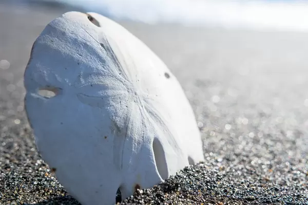 Dry sand dollar on the beach