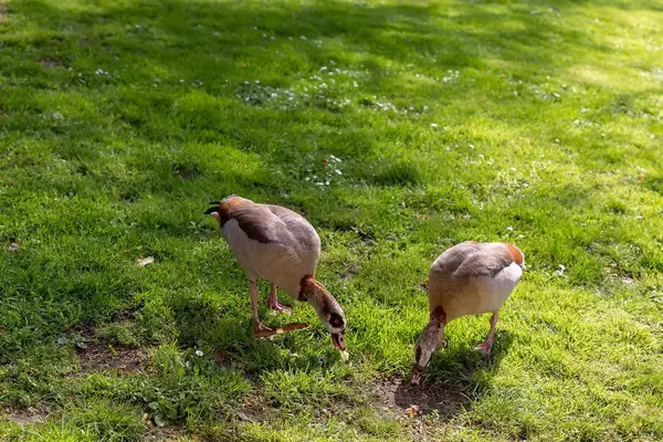 Ducks in a park in London