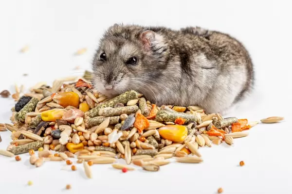 Dwarf hamster on the background of food with different seeds
