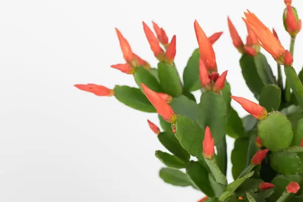 Easter cactus close-up