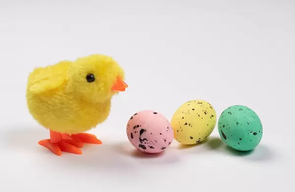 Easter chicken with colorful eggs