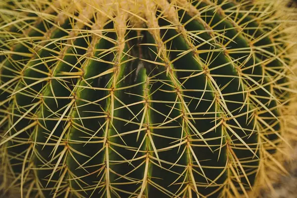 Echinocactus Grusonii in einem Botanischen Garten in Nahaufnahme