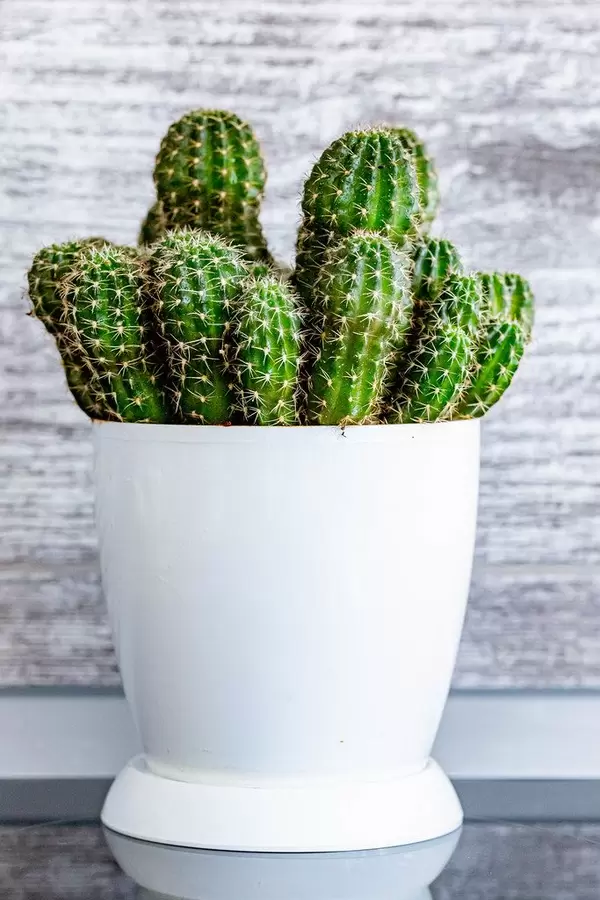 Echinopsis cactus plants in a pot