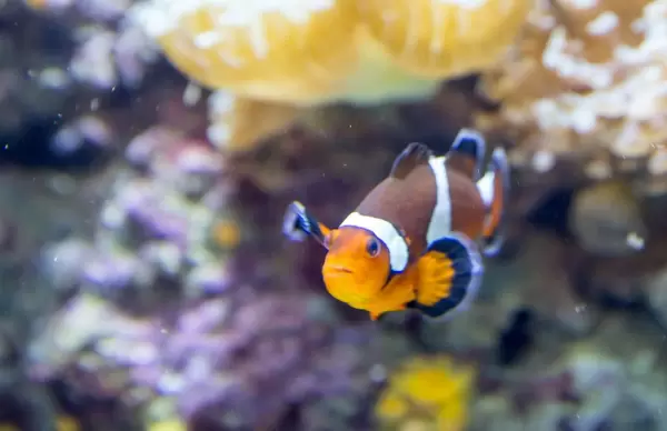 Echter Clownfisch (Amphiprion percula) - Shedd Aquarium, Chicago
