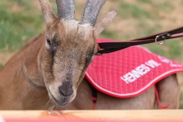 Echter Steinbock mit Hennes VIII Decke auf dem Rücken