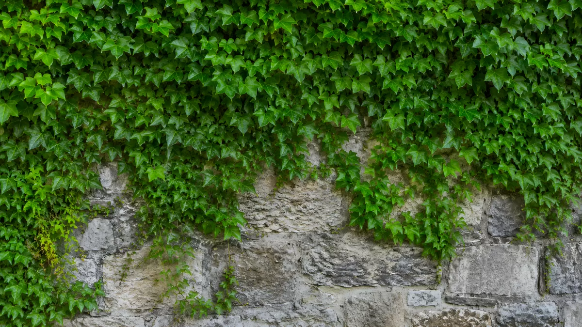 Efeu rankt sich über alte Natursteinmauer