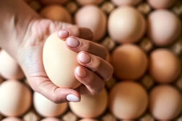Egg production industry. Unrecognizable female hands holding an egg (Flip 2020)