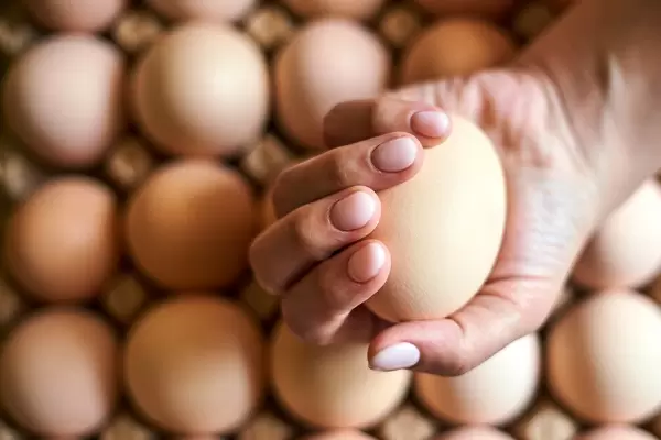 Egg production industry. Unrecognizable female hands holding an egg
