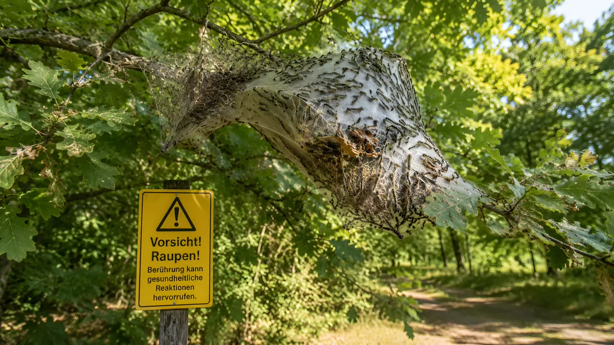 Eichenprozessionsspinner-Nest mit Warnschild im Wald