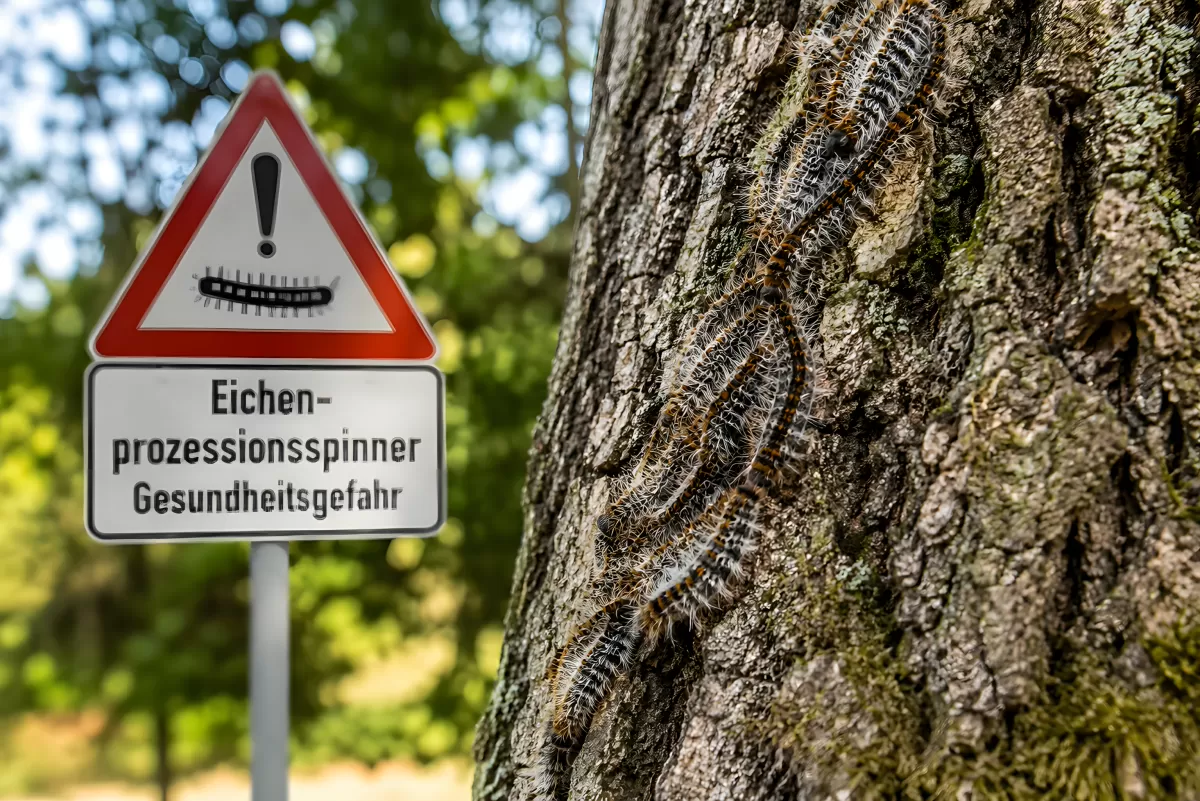 Eichenprozessionsspinner-Warnung an Eichenstamm