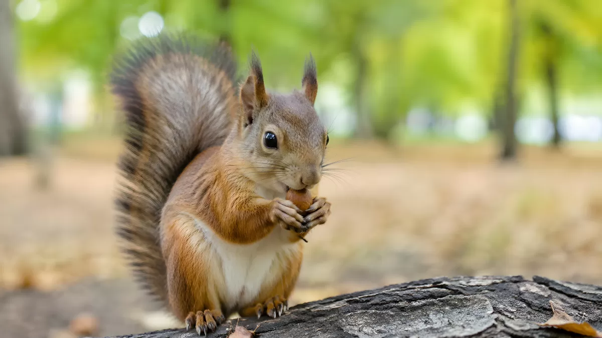 Eichhörnchen knabbert Nuss auf Baumstamm im Park