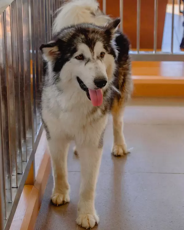 Ein Alaskan Malamute Welpe in einem Hunde-Café
