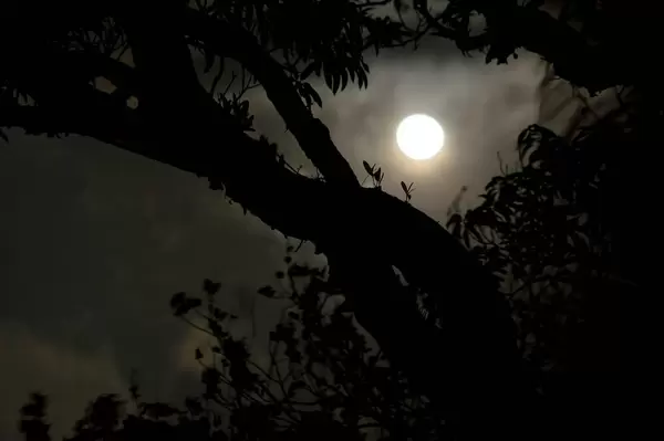 Ein Baum bei Mondlicht