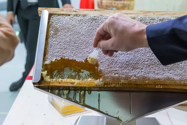 Ein Besucher probiert eine Bienenwabe: die ursprünglichste Form des Honigverzehrs