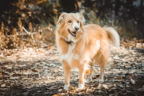 Beiger Border Collie in herbstlicher Landschaft