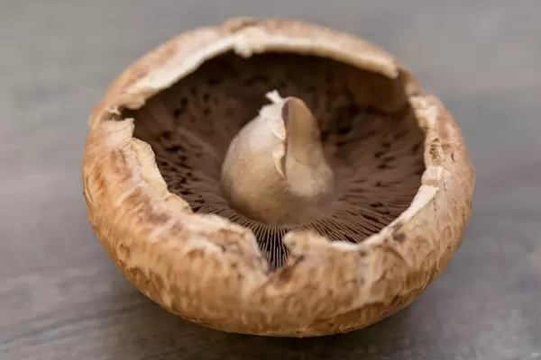 Ein brauner Champignon-Pilz mit der Unterseite nach oben liegen auf einem Holztisch